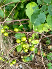 Celastrus orbiculatus