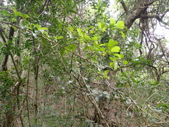 Gymnosporia nemorosa