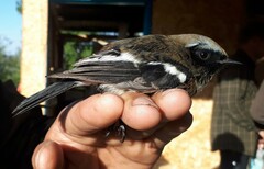 Phoenicurus coeruleocephala