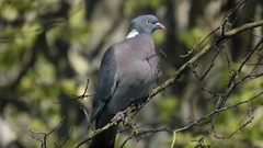 Columba palumbus