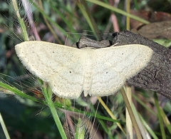 Scopula minorata