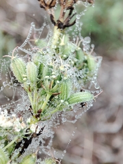 Daucus setifolius