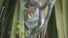 Sciurus carolinensis