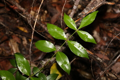 Pandorea jasminoides