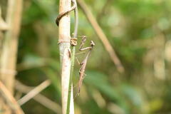 Statilia maculata maculata
