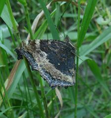 Nymphalis xanthomelas