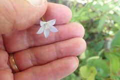 Prismatocarpus brevilobus