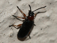 Criocerinae