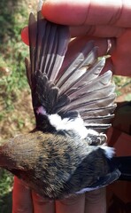 Phoenicurus coeruleocephala