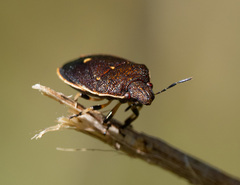 Lubentius marginellus