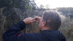 Phoenicurus coeruleocephala