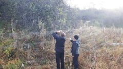 Phoenicurus coeruleocephala