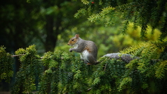 Sciurus carolinensis