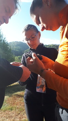 Phoenicurus coeruleocephala