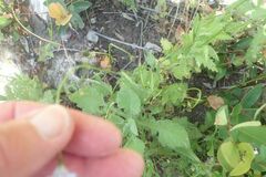 Prismatocarpus brevilobus