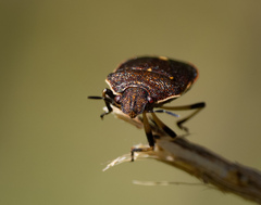 Lubentius marginellus