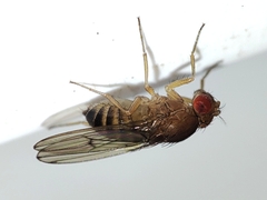 Drosophila
