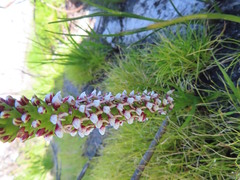Disa obtusa hottentotica