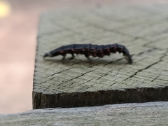 Nyctophila reichii