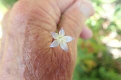 Prismatocarpus brevilobus