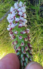 Disa obtusa hottentotica