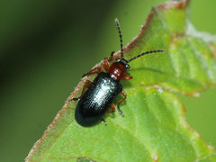 Criocerinae