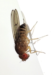 Drosophila