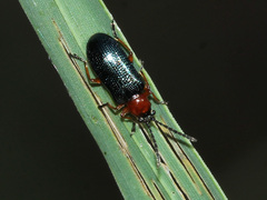 Criocerinae