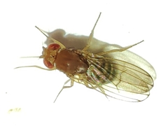 Drosophila