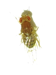 Drosophila