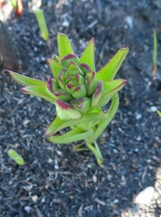 Disa bivalvata