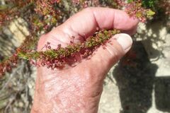 Erica rubiginosa