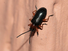 Criocerinae