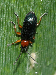 Criocerinae