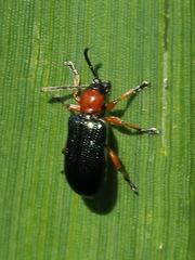 Oulema melanopus