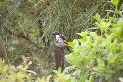 Phylidonyris niger