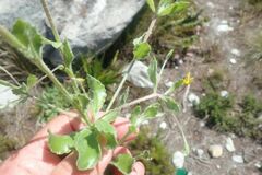 Osteospermum ciliatum
