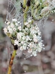 Daucus setifolius