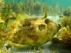 Scobinichthys granulatus