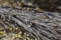 Phyllospora comosa