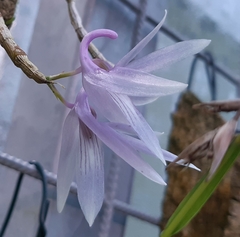 Dendrobium ceraula