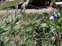 Anchusa azurea