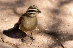 Emberiza capensis