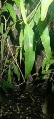 Notelaea longifolia
