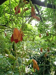 Kigelia