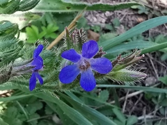Anchusa azurea