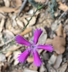 Dianthus lusitanus