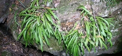 Liparis reflexa