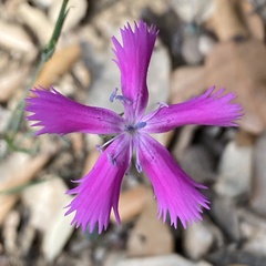 Dianthus lusitanus