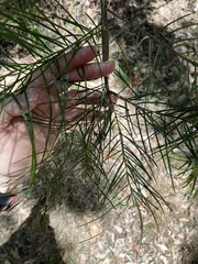 Acacia floribunda